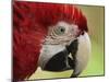 Portrait of Macaw, Lok Kawi Wildlife Park, Sabah, Borneo, Malaysia,Southeast Asia, Asia-Jochen Schlenker-Mounted Photographic Print