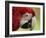 Portrait of Macaw, Lok Kawi Wildlife Park, Sabah, Borneo, Malaysia,Southeast Asia, Asia-Jochen Schlenker-Framed Photographic Print