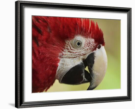 Portrait of Macaw, Lok Kawi Wildlife Park, Sabah, Borneo, Malaysia,Southeast Asia, Asia-Jochen Schlenker-Framed Photographic Print