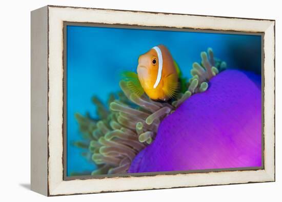 Portrait of Maldives anemonefish with its host sea anemone-Alex Mustard-Framed Premier Image Canvas