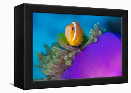 Portrait of Maldives anemonefish with its host sea anemone-Alex Mustard-Framed Premier Image Canvas