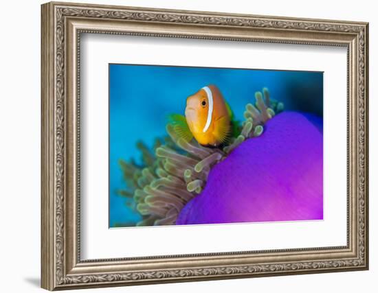 Portrait of Maldives anemonefish with its host sea anemone-Alex Mustard-Framed Photographic Print