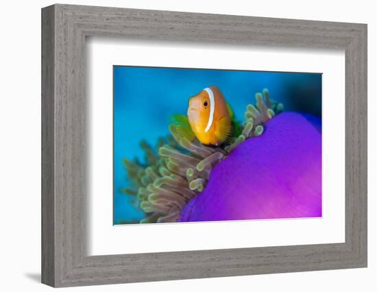 Portrait of Maldives anemonefish with its host sea anemone-Alex Mustard-Framed Photographic Print