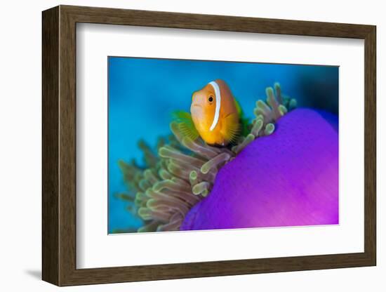 Portrait of Maldives anemonefish with its host sea anemone-Alex Mustard-Framed Photographic Print