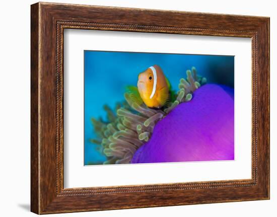 Portrait of Maldives anemonefish with its host sea anemone-Alex Mustard-Framed Photographic Print