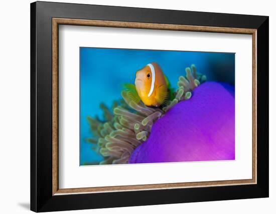 Portrait of Maldives anemonefish with its host sea anemone-Alex Mustard-Framed Photographic Print