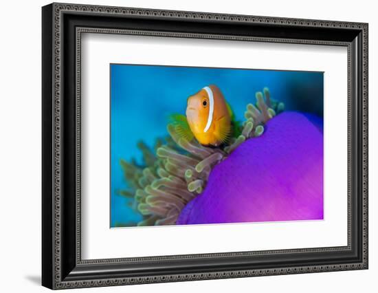 Portrait of Maldives anemonefish with its host sea anemone-Alex Mustard-Framed Photographic Print