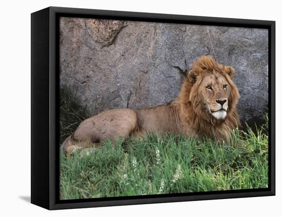 Portrait of Male African Lion, Tanzania-Dee Ann Pederson-Framed Premier Image Canvas