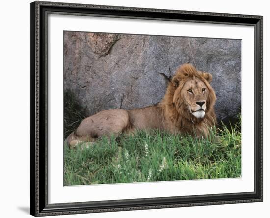 Portrait of Male African Lion, Tanzania-Dee Ann Pederson-Framed Photographic Print