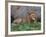 Portrait of Male African Lion, Tanzania-Dee Ann Pederson-Framed Photographic Print