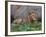 Portrait of Male African Lion, Tanzania-Dee Ann Pederson-Framed Photographic Print