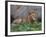 Portrait of Male African Lion, Tanzania-Dee Ann Pederson-Framed Photographic Print