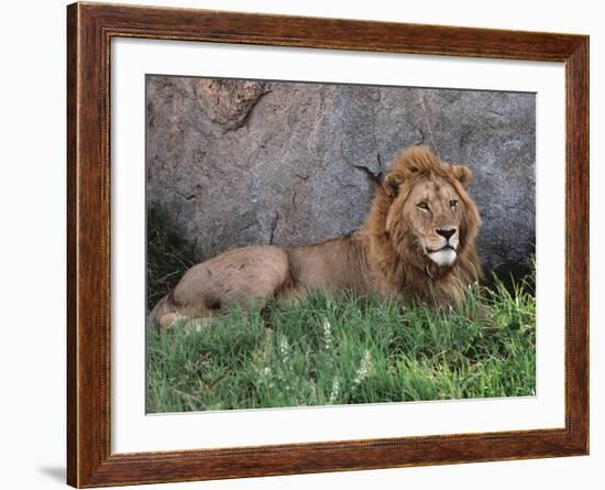 Portrait of Male African Lion, Tanzania-Dee Ann Pederson-Framed Photographic Print