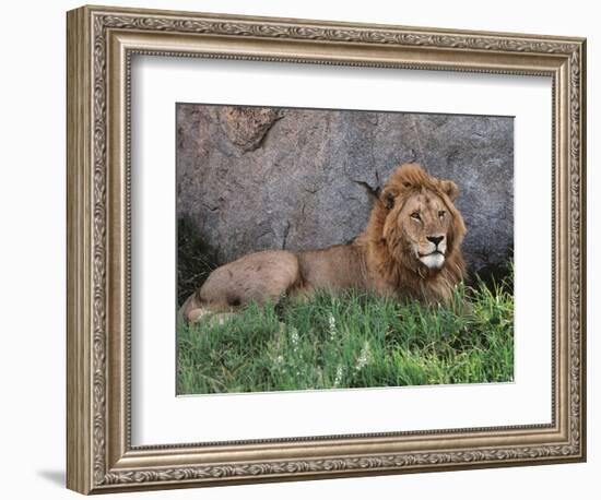 Portrait of Male African Lion, Tanzania-Dee Ann Pederson-Framed Photographic Print