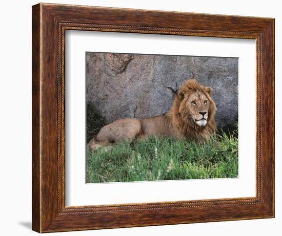 Portrait of Male African Lion, Tanzania-Dee Ann Pederson-Framed Photographic Print