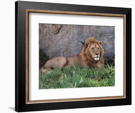 Portrait of Male African Lion, Tanzania-Dee Ann Pederson-Framed Photographic Print
