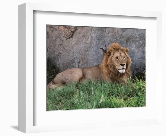 Portrait of Male African Lion, Tanzania-Dee Ann Pederson-Framed Photographic Print