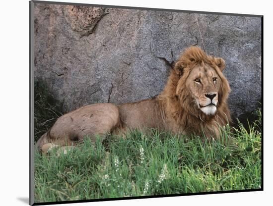 Portrait of Male African Lion, Tanzania-Dee Ann Pederson-Mounted Photographic Print