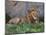 Portrait of Male African Lion, Tanzania-Dee Ann Pederson-Mounted Photographic Print