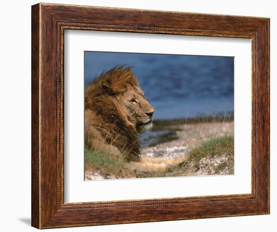 Portrait of Male African Lion, Tanzania-Dee Ann Pederson-Framed Photographic Print