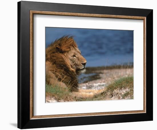 Portrait of Male African Lion, Tanzania-Dee Ann Pederson-Framed Photographic Print