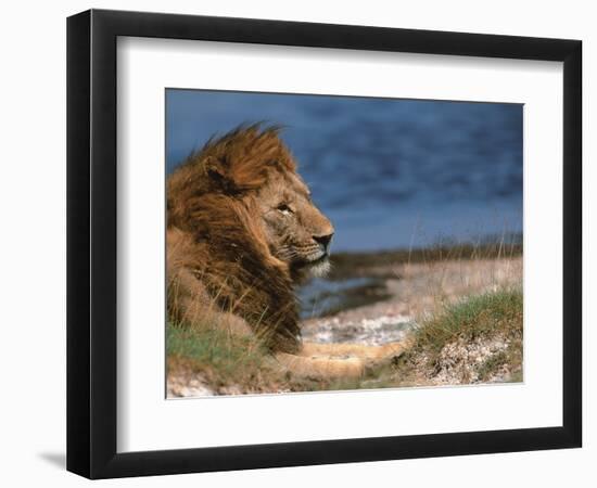 Portrait of Male African Lion, Tanzania-Dee Ann Pederson-Framed Photographic Print