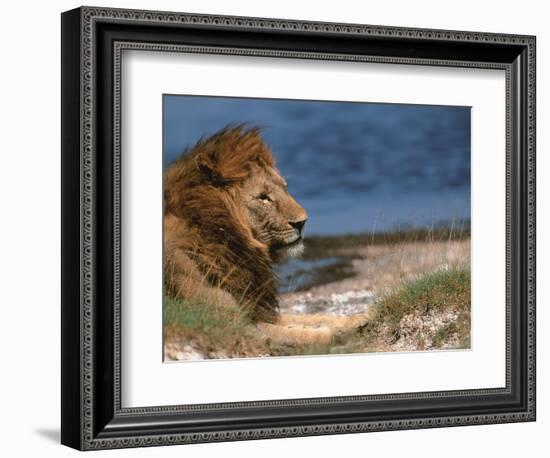 Portrait of Male African Lion, Tanzania-Dee Ann Pederson-Framed Photographic Print