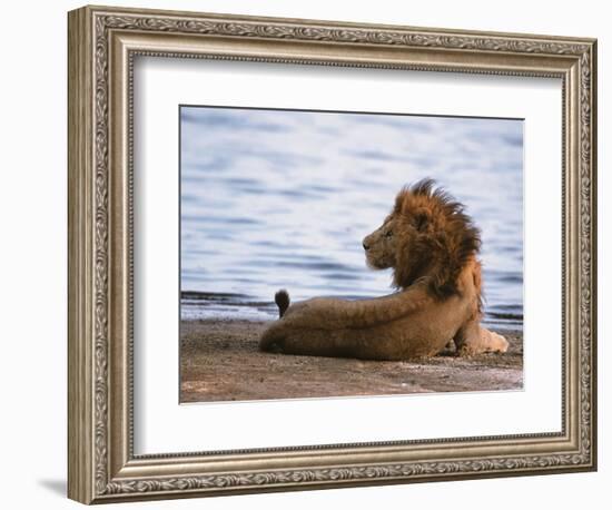 Portrait of Male African Lion, Tanzania-Dee Ann Pederson-Framed Photographic Print