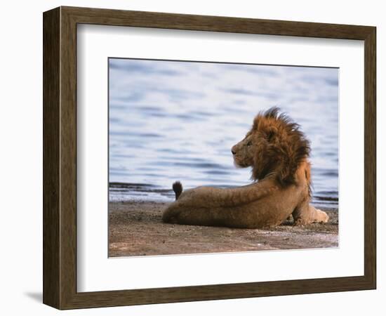 Portrait of Male African Lion, Tanzania-Dee Ann Pederson-Framed Photographic Print