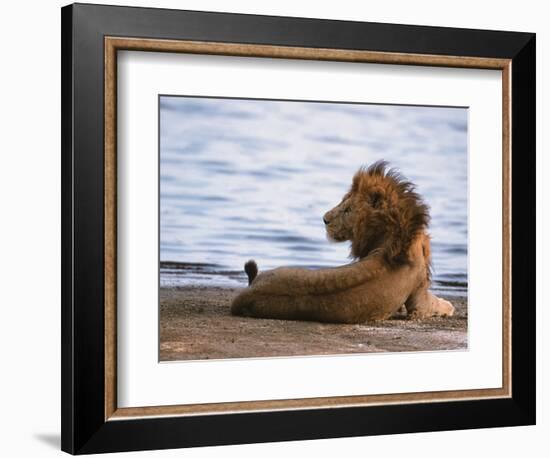 Portrait of Male African Lion, Tanzania-Dee Ann Pederson-Framed Photographic Print