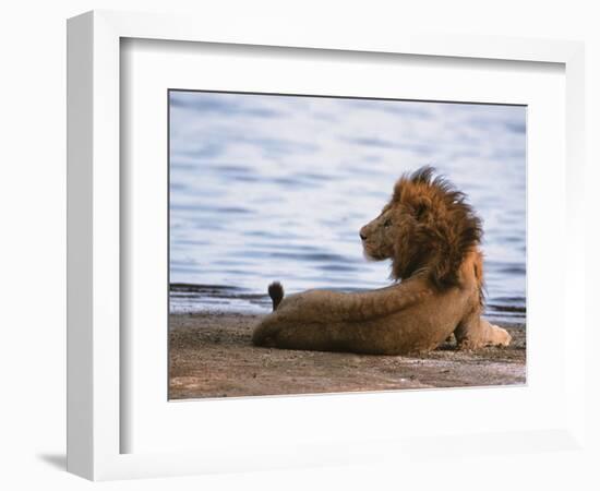 Portrait of Male African Lion, Tanzania-Dee Ann Pederson-Framed Photographic Print