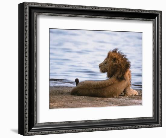 Portrait of Male African Lion, Tanzania-Dee Ann Pederson-Framed Photographic Print