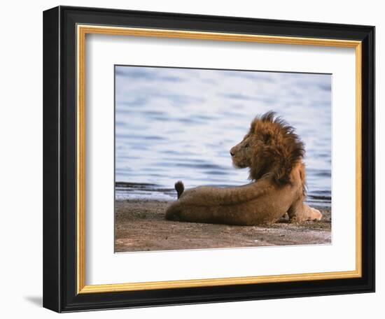 Portrait of Male African Lion, Tanzania-Dee Ann Pederson-Framed Photographic Print