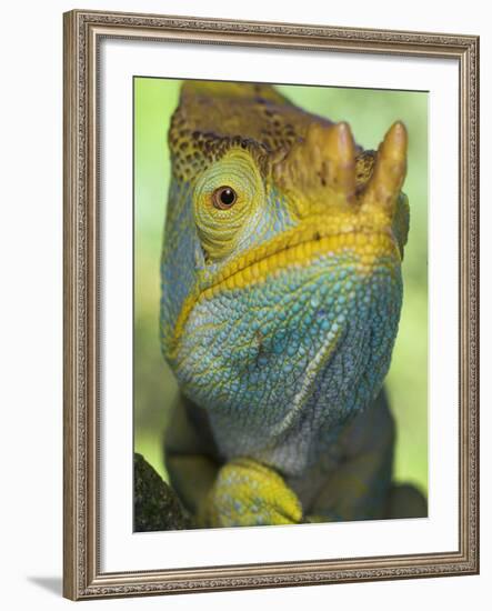 Portrait of Male Parson's Chameleon, Ranomafana National Park, South Eastern Madagascar-Nick Garbutt-Framed Photographic Print