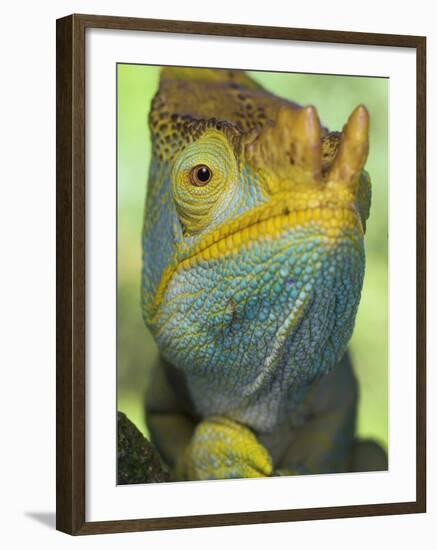 Portrait of Male Parson's Chameleon, Ranomafana National Park, South Eastern Madagascar-Nick Garbutt-Framed Photographic Print