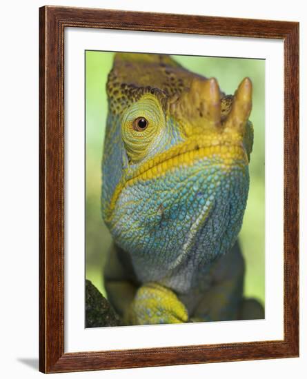 Portrait of Male Parson's Chameleon, Ranomafana National Park, South Eastern Madagascar-Nick Garbutt-Framed Photographic Print