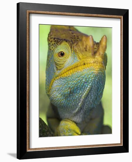 Portrait of Male Parson's Chameleon, Ranomafana National Park, South Eastern Madagascar-Nick Garbutt-Framed Photographic Print