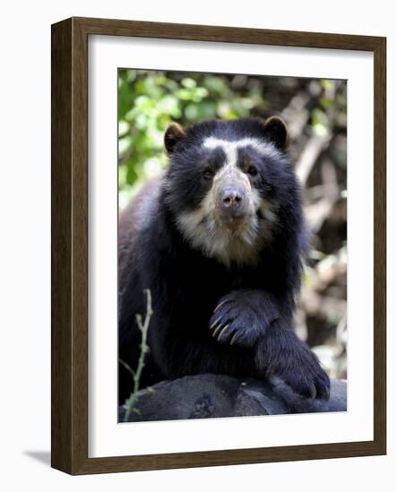 Portrait of Male Spectacled Bear Chaparri Ecological Reserve, Peru, South America-Eric Baccega-Framed Photographic Print