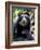 Portrait of Male Spectacled Bear Chaparri Ecological Reserve, Peru, South America-Eric Baccega-Framed Photographic Print