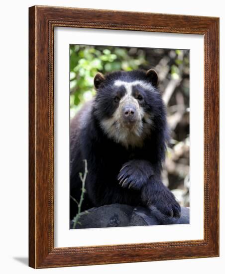 Portrait of Male Spectacled Bear Chaparri Ecological Reserve, Peru, South America-Eric Baccega-Framed Photographic Print