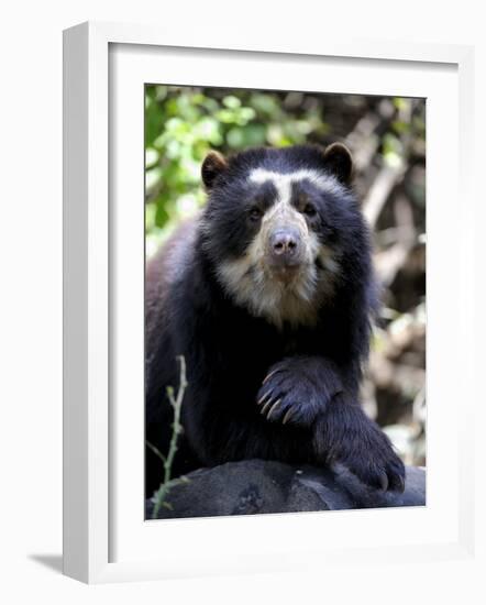 Portrait of Male Spectacled Bear Chaparri Ecological Reserve, Peru, South America-Eric Baccega-Framed Photographic Print