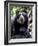 Portrait of Male Spectacled Bear Chaparri Ecological Reserve, Peru, South America-Eric Baccega-Framed Photographic Print