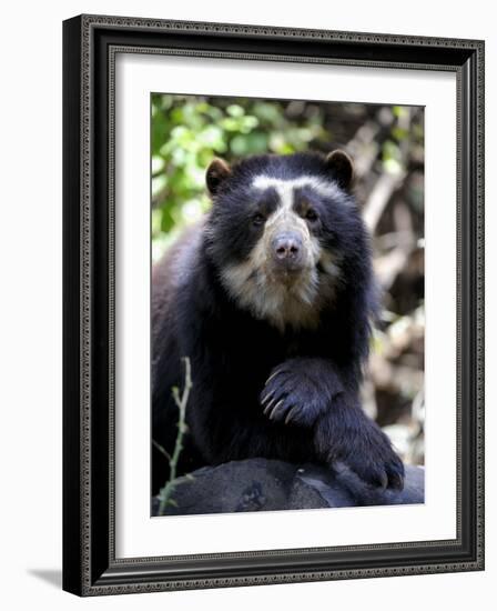 Portrait of Male Spectacled Bear Chaparri Ecological Reserve, Peru, South America-Eric Baccega-Framed Photographic Print