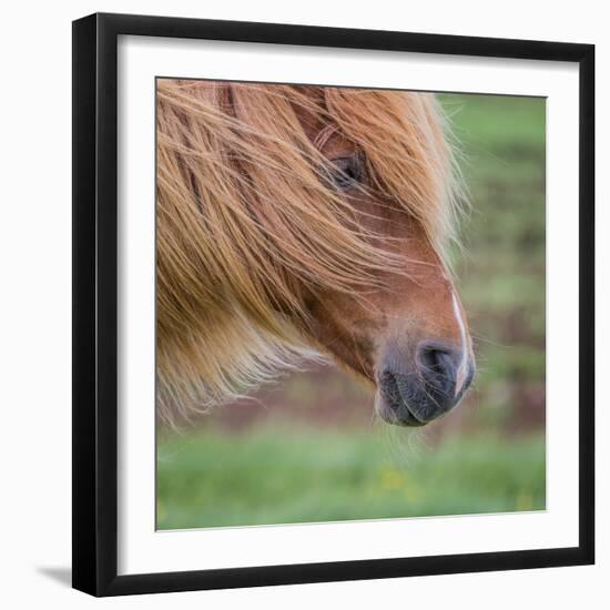 Portrait of Mare, Iceland-Arctic-Images-Framed Photographic Print