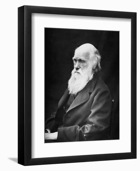 Portrait of Naturalist and Geologist Charles Darwin-Stocktrek Images-Framed Photographic Print