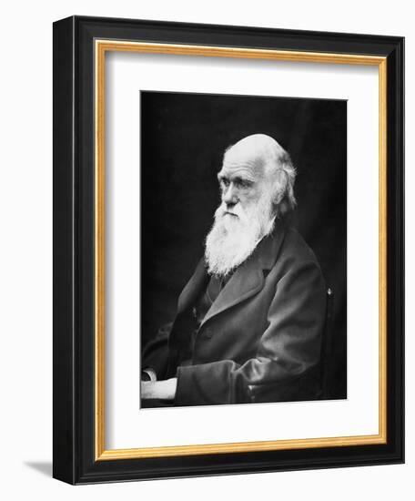 Portrait of Naturalist and Geologist Charles Darwin-Stocktrek Images-Framed Photographic Print