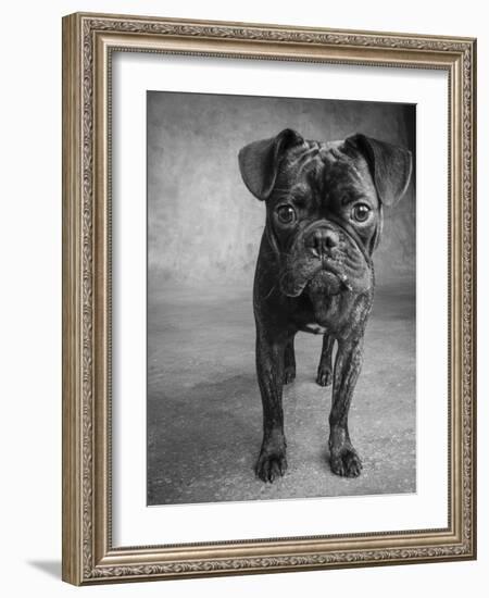 Portrait of Pug Bulldog Mix Dog-Panoramic Images-Framed Photographic Print