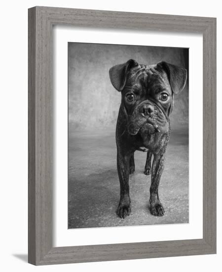 Portrait of Pug Bulldog Mix Dog-Panoramic Images-Framed Photographic Print