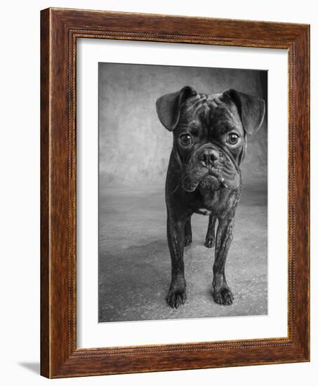 Portrait of Pug Bulldog Mix Dog-Panoramic Images-Framed Photographic Print