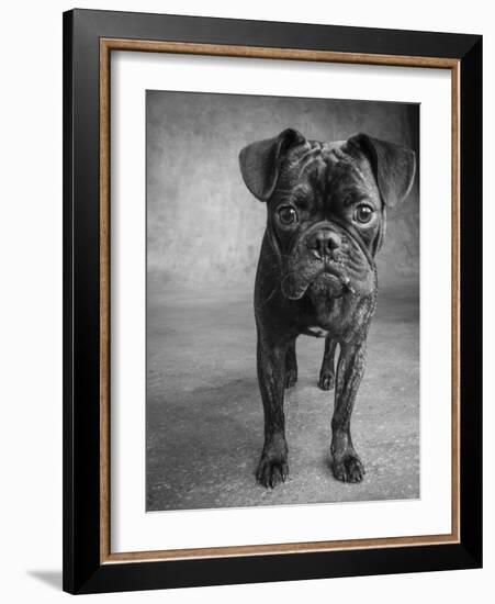 Portrait of Pug Bulldog Mix Dog-Panoramic Images-Framed Photographic Print